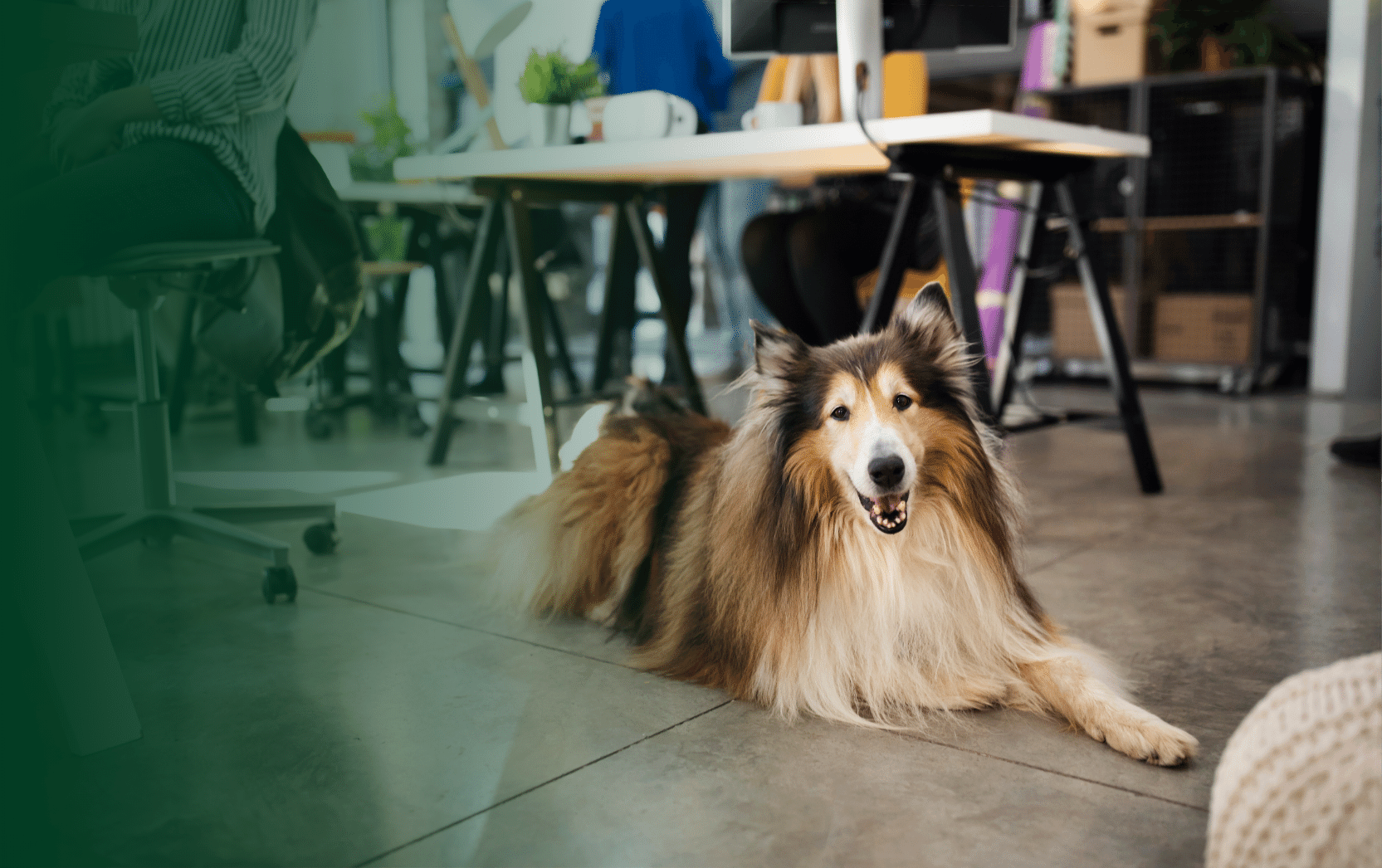 chien allongé dans le bureau