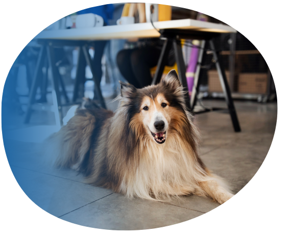 chien allongé dans le bureau